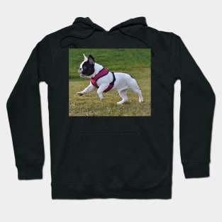 French bulldog Hoodie